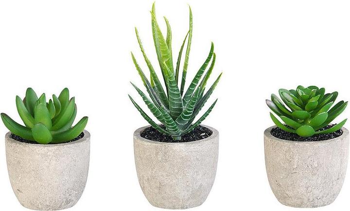 Produktbild Carlo Milano Deko-Sukkulenten-Set (5 cm)