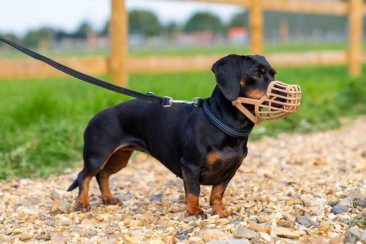 Immagine prodotto Company of Animals Muso classico Baskerville (Cane)