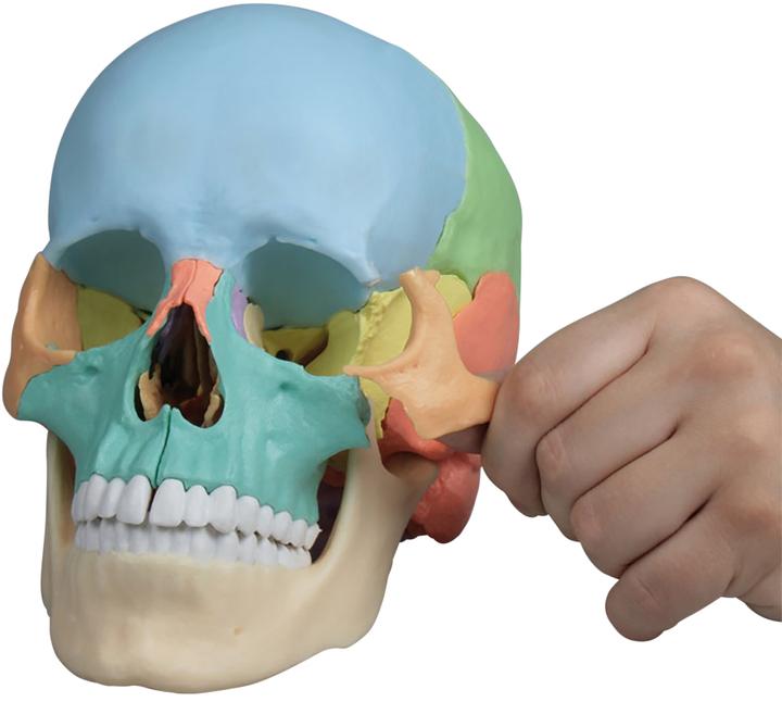 Produktbild Erler Zimmer Osteopathie-Schädelmodell, 22-teilig