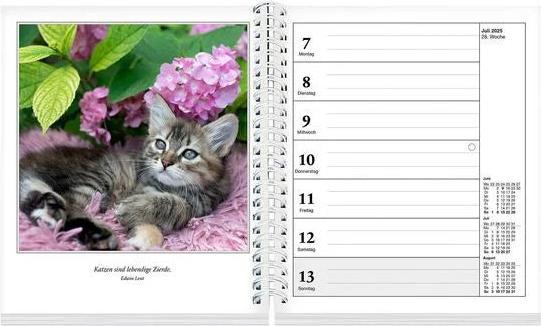 Actual product image Schmusekatzen Fotokalender 2025 (17 x 20 cm, German)