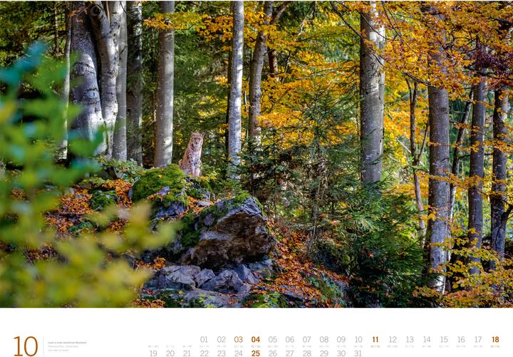 Produktbild Wald - Gallery Kalender 2026 (66 x 50 cm, Harter Einband, Englisch, Deutsch)
