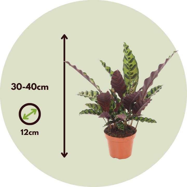 Actual product image Plant in a Box Calathea lancifolia - Basket Marante (40 cm)