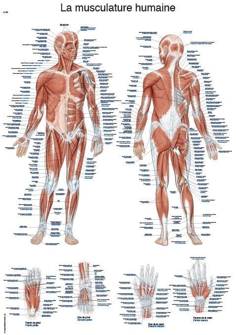 Image du produit Erler Zimmer Planche pédagogique La musculature humaine, 50x70cm