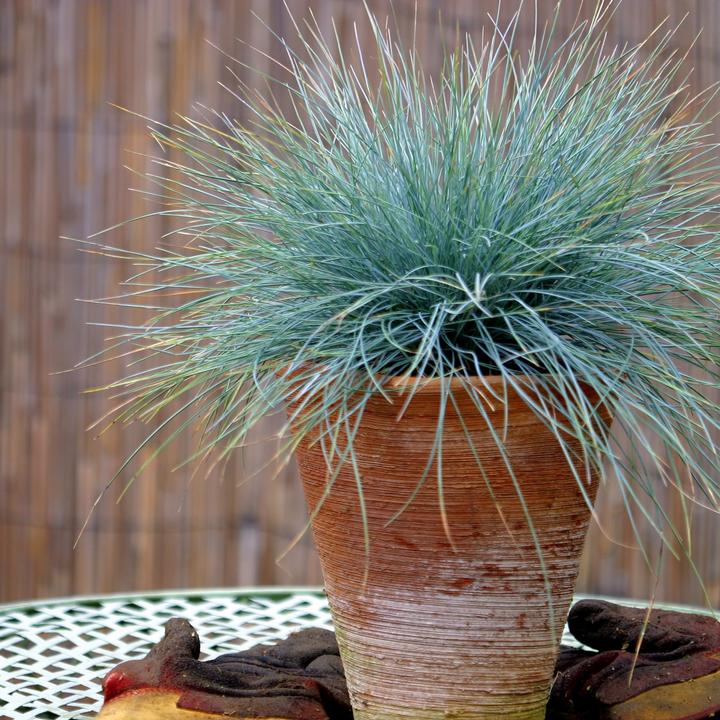 Image du produit Plant in a Box Festuca glauca 'Elijah Blue' - Lot de 6 Fétuques bleu-vert (10 cm)