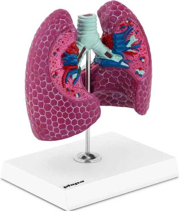 Produktbild Physa Lungenmodell 1:1 Organmodell menschliche Lunge anatomisches Modell Medizinmodell