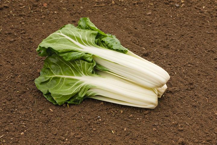 Produktbild Living Seeds Mangold, Glatter Silber 3 (Gemüsesamen)