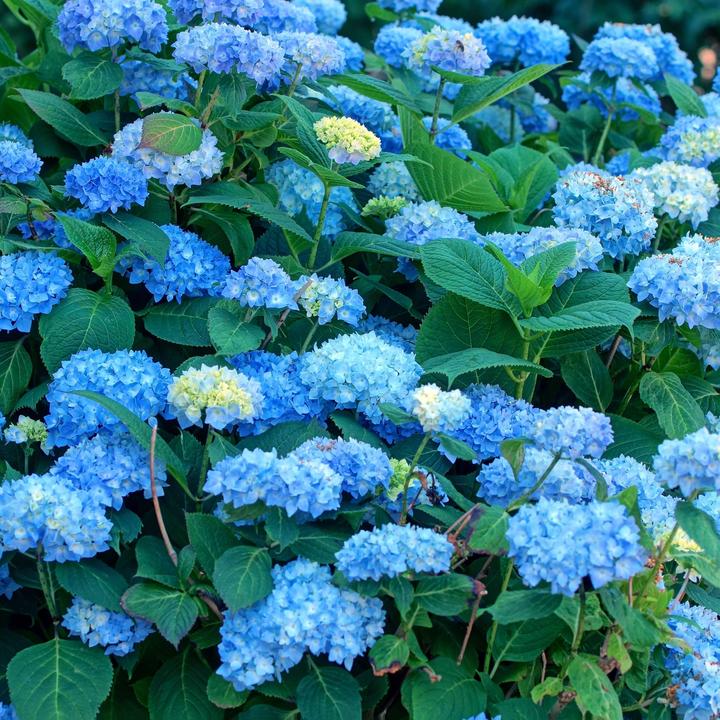 Produktbild Plant in a Box Hydrangea macrophylla 'Early Blue' - 3er Set Hortensien (25 cm)