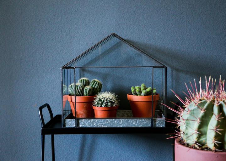 Actual product image zz_ArchivedByPCD_Mutoni Garten Thrive (19 cm)
