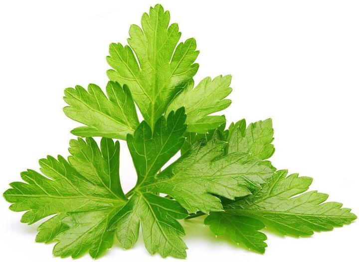 Actual product image Click and Grow coriander (Herb seeds)
