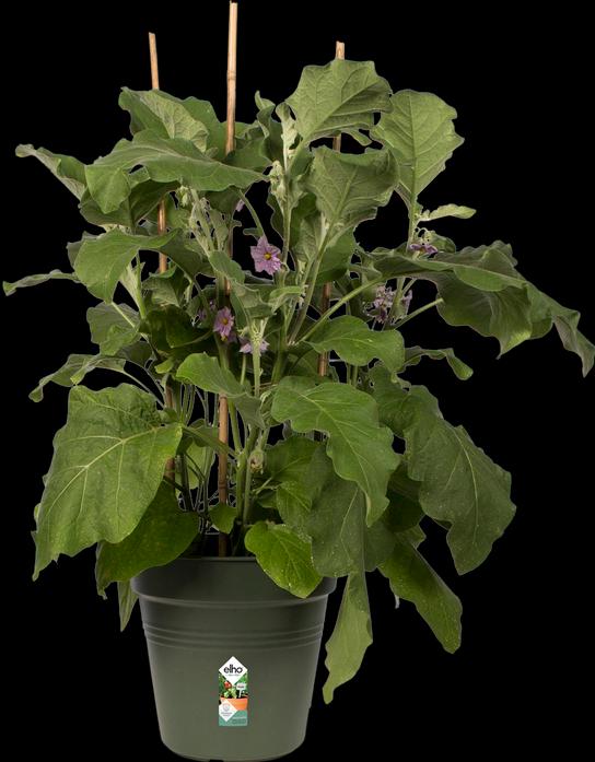 Actual product image Elho Green Basics (21 cm)