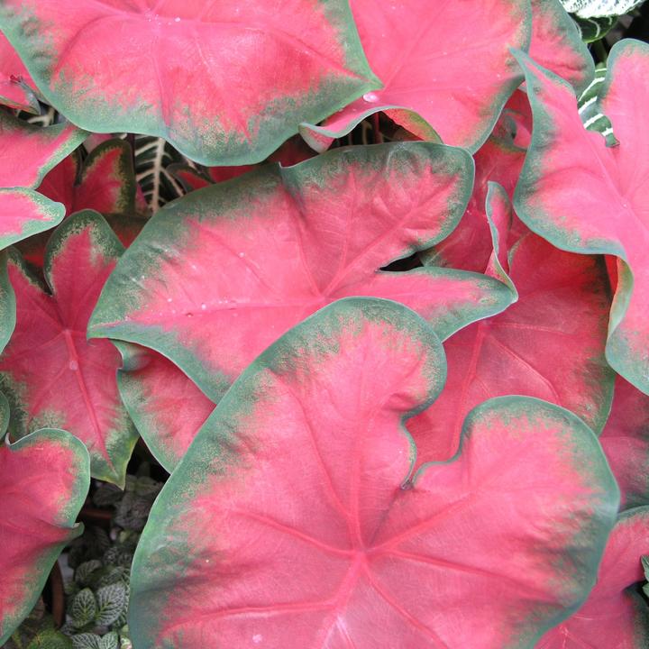 Image du produit Plant in a Box Caladium Postman Joyner - Lot de 2 Arum (25 cm)