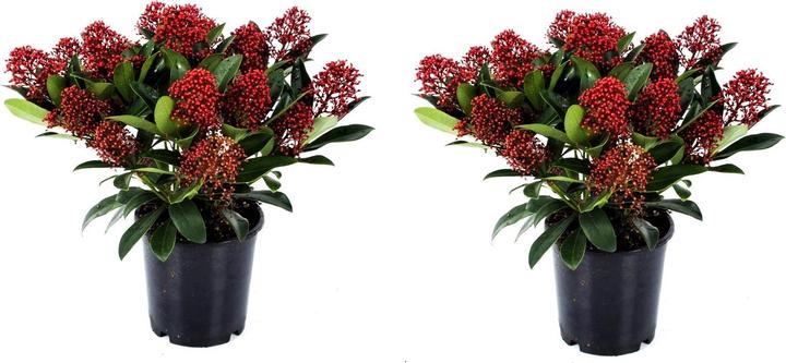 Produktbild Plant in a Box Skimmia japonica 'Rubella' - (35 cm)