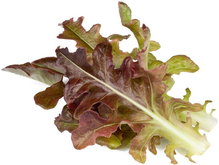 Produktbild Click and Grow Für eine grössere Darstellung klicken Sie auf das Bild. Smart Refill Roter Eichblattsalat 3 Stk.