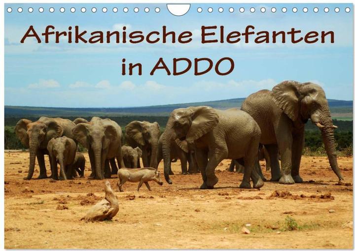 Afrikanische Elefanten in ADDO (Wandkalender 2025 DIN A4 quer), Monatskalender (A4, Deutsch)