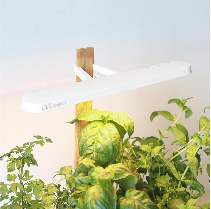 Actual product image Prêt à Pousser Lilo Connect (13.50 cm)