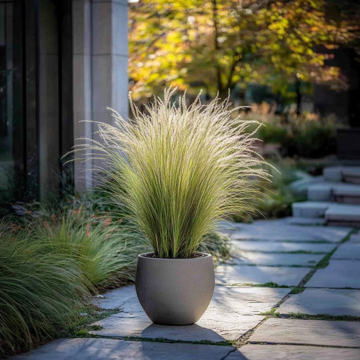 Image du produit Plant in a Box Stipa tenuifolia 'Pony Tails' - Set de 3 plumeaux décoratifs (20 cm)