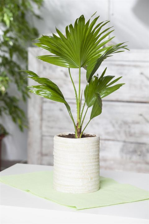 Actual product image Dwarf palm (85 cm)