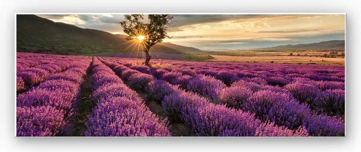 Produktbild Trenddeko Lavendelblüte in der Provence - Panorama 01 (80 x 30 cm)