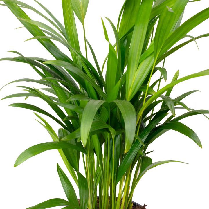Actual product image Flowerbox Gold fruit palm - Areca Dypsis Lutescens (55 cm)