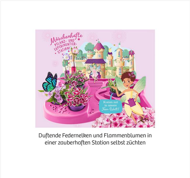 Actual product image Kosmos Fairy Garden
