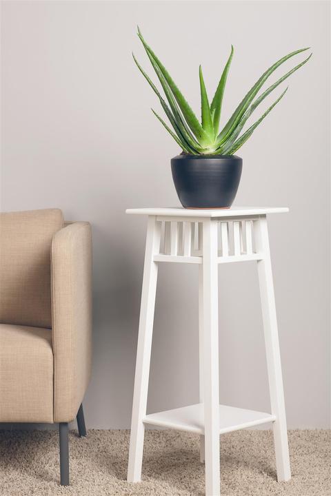 Image du produit Aloe vera (40 cm)