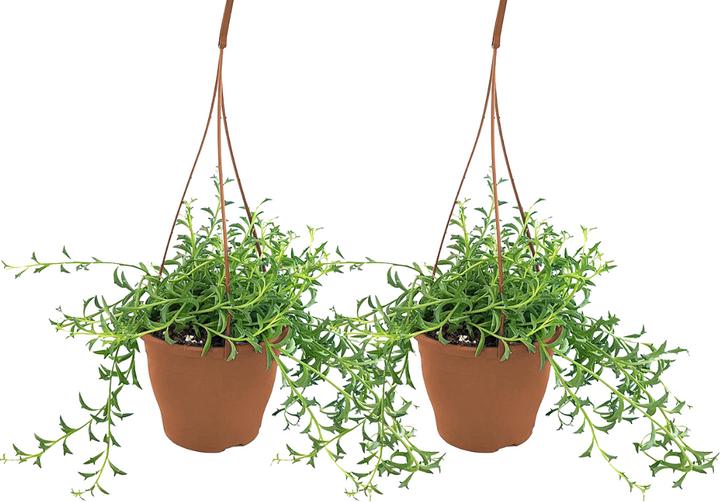Image du produit Plant in a Box Senecio peregrinus - Lot de 2 plantes dauphin (10 cm)