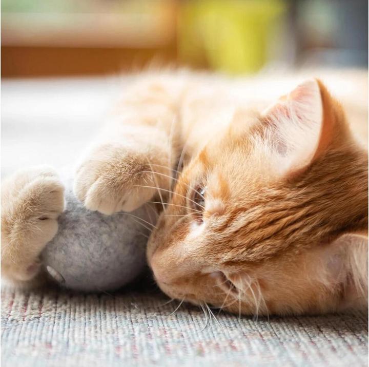 Image du produit CanadianCat Jouet pour chats Balle en feutre avec sac à parfum (Jouet à balle chat)