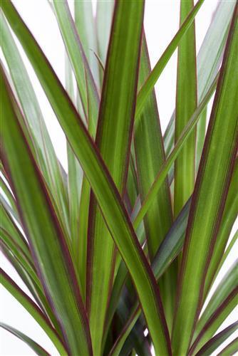 Immagine prodotto Drago marginata (70 cm)