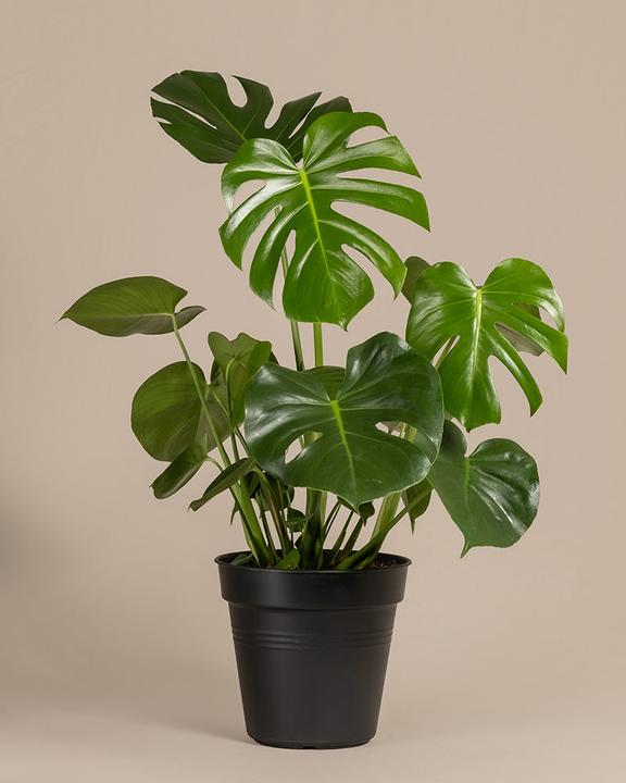 feey Grosse Monstera (65 cm, Frisch umgetopft)