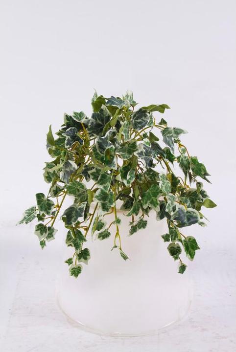 Image du produit Luwatex Hedera paniqué (25 cm)