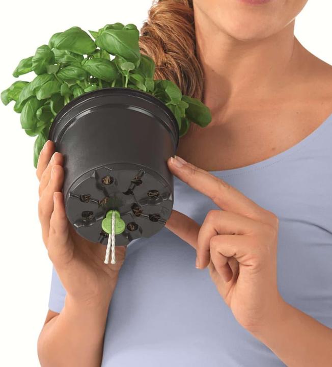 Immagine prodotto Lechuza Green Wall Home Kit (15 cm)