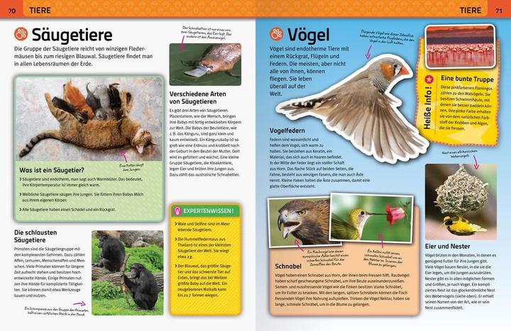 Produktbild Ravensburger Das grosse Grundschulwissen - ein umfangreiches Lexikon für Schule und Freizeit (Deutsch, Moira Butterfield, Pat Jacobs, 2022)