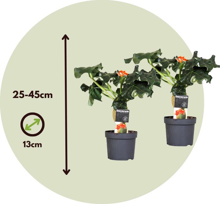 Produktbild Plant in a Box Jatropha Podagrica - 2er Set Gichtkraut (25 cm)