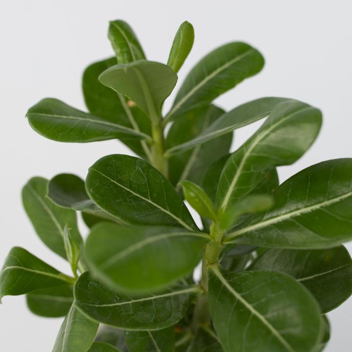 Actual product image Plant in a Box Adenium Obesum - Set of 4 Desert Rose (25 cm)