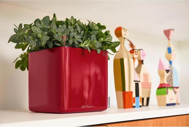 Immagine prodotto Lechuza Cubo lucido 14 (14 cm)