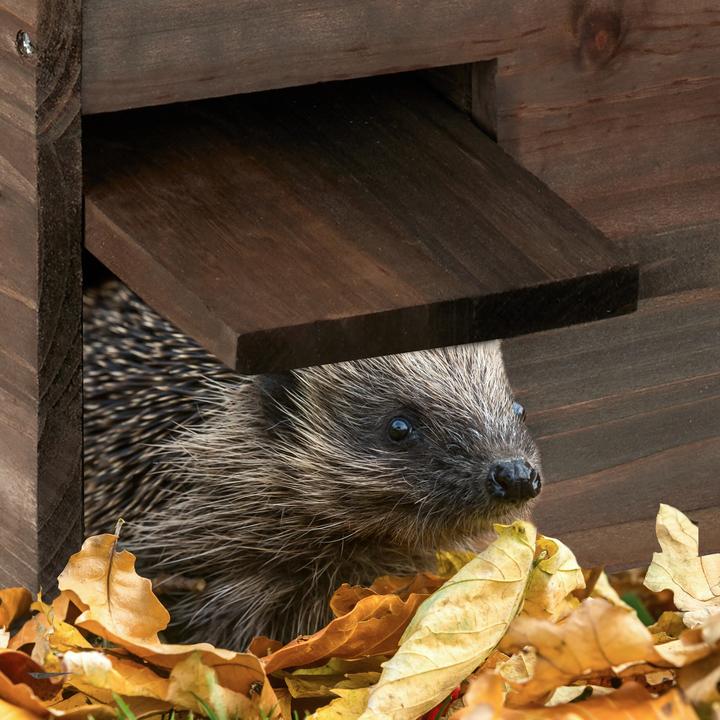 Actual product image Relaxdays Hedgehog House