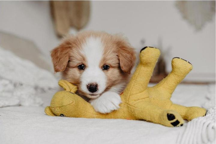 Actual product image Hunter Dog toy Eiby Giraffe (Plush toy dog)
