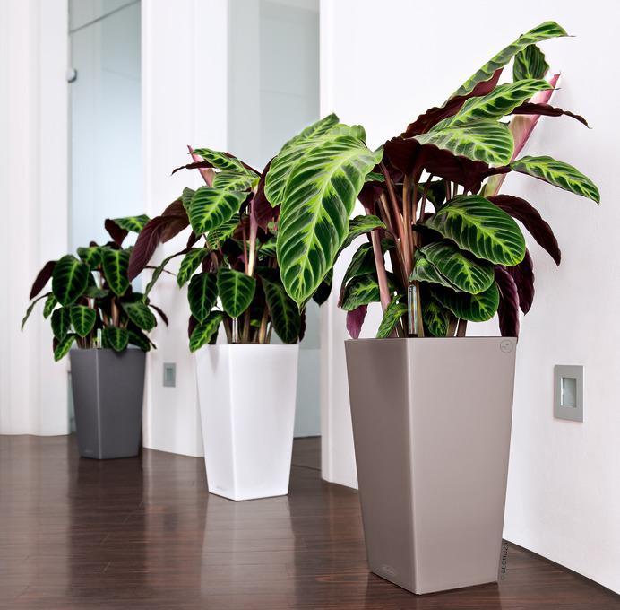 Actual product image Lechuza Cubico Color (22 cm)