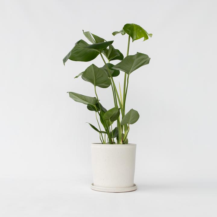 Actual product image Plant in a Box Monstera Deliciosa - Window Leaf (60 cm)