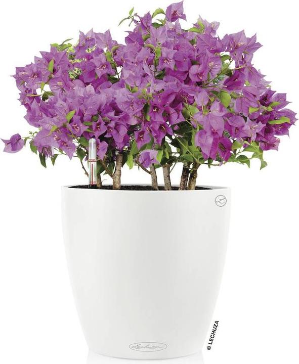 Produktbild Lechuza CLASSICO Color 18 (19 cm)