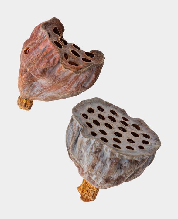 Actual product image I Am Creative Dried flowers Lotus flowers (Dried flowers)