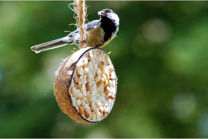 Immagine prodotto Dobar Noce di cocco (10 x, 2.80 kg)