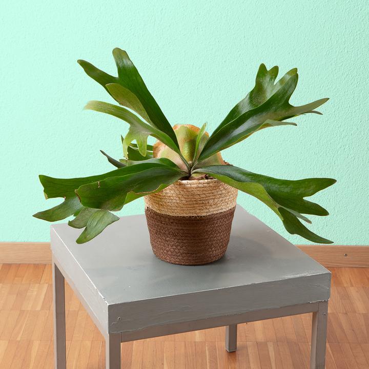 Actual product image VEG and the City Oisin (Deer Antler Fern - Platycerium) (20 cm)