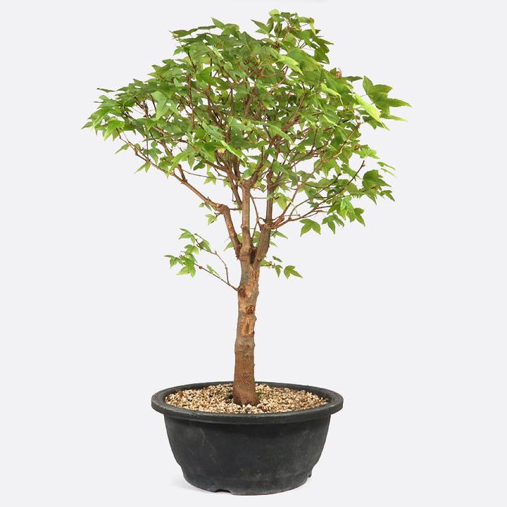 Actual product image Bonsai.ch Acer buergerianum Trident maple cm (23 cm)