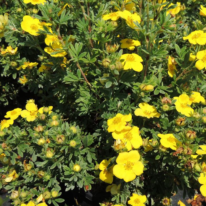 Actual product image Zulauf Shrub cinquefoil (80 cm)