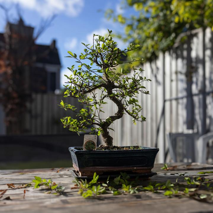 Produktbild Plant in a Box Carmona microphylla - Bonsaibaume (20 cm)