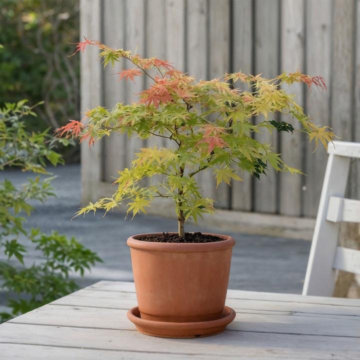 Image du produit Plant in a Box Acer palmatum 'Moonrise' - Érable à feuilles d'érable (40 cm)