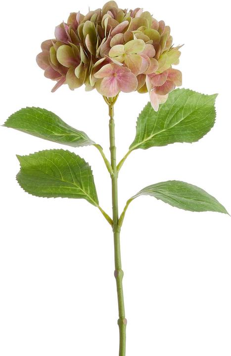 Produktbild home24 Florista