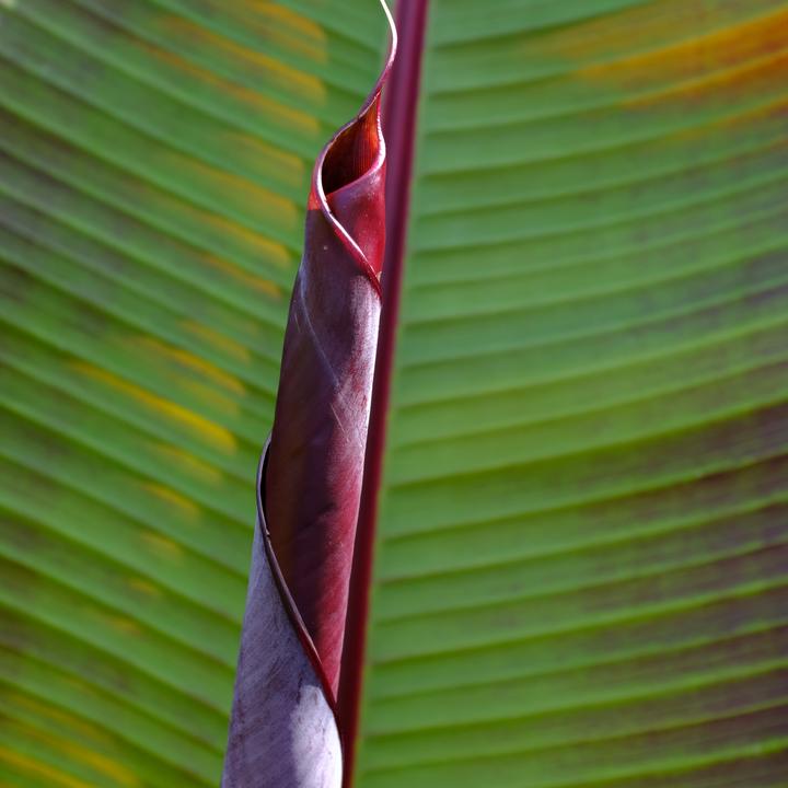 Immagine prodotto Plant in a Box Ensete ventricosum Maurelli - Set di 2 banane rosse (20 cm)