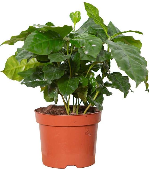 Image du produit VEG and the City Afra (caféier Coffea) (30 cm)